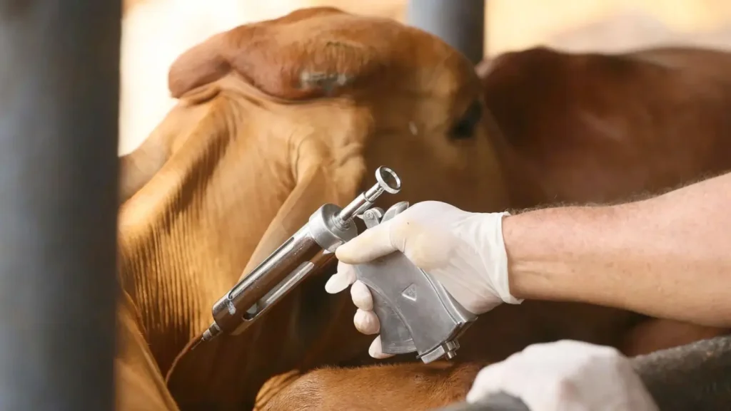 África do Sul anuncia importação recorde de vacinas contra febre aftosa