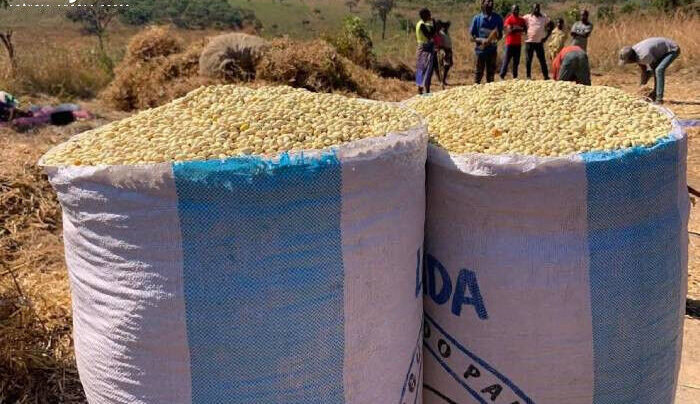 Produção de feijão manteiga cresce no Cunhinga e ultrapassa quatro mil toneladas