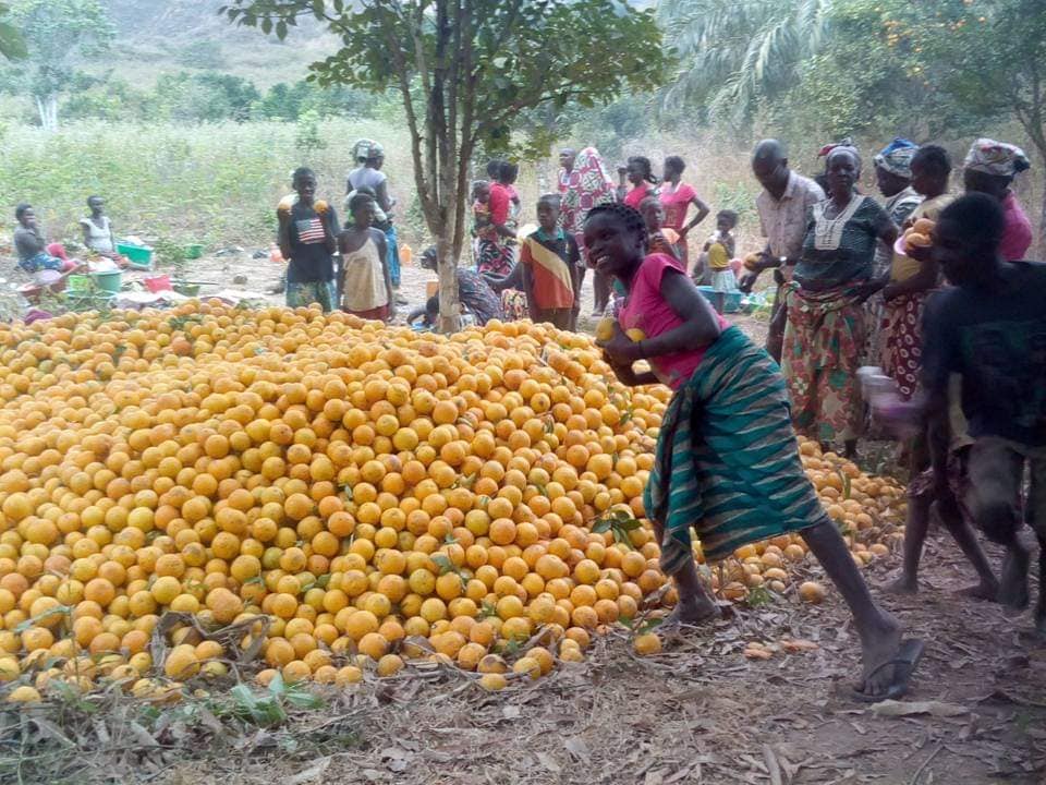 Praga ameaça produção de laranja no Bembe e coloca em risco sustento de centenas de famílias