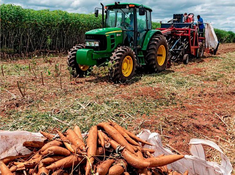 Mandioca pode gerar 2,3 milhões de kwanzas por mês e transformar vidas em Cabinda