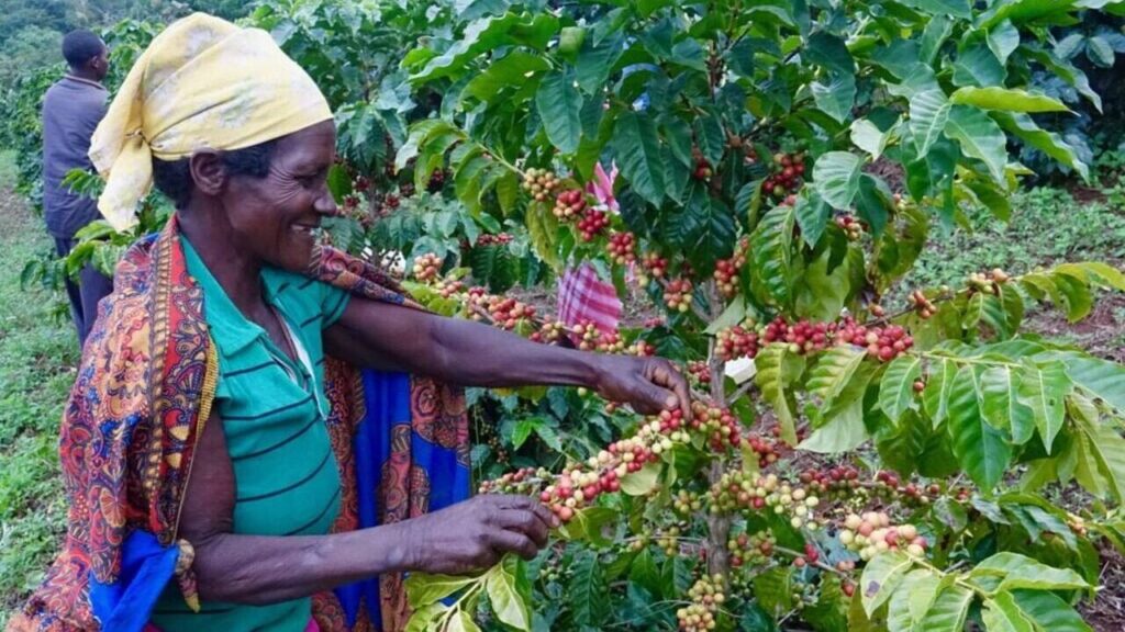 Huambo aposta no café como negócio estratégico para gerar emprego e diversificar a economia