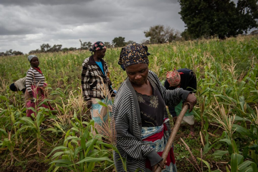 Projecto financiado pela União Europeia multiplica produtividade do milho e reforça agricultura familiar